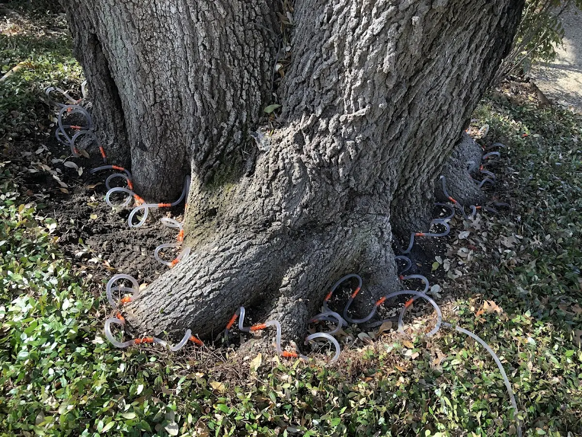 Detailed Tree Cabling and Bracing job site in Mamaroneck