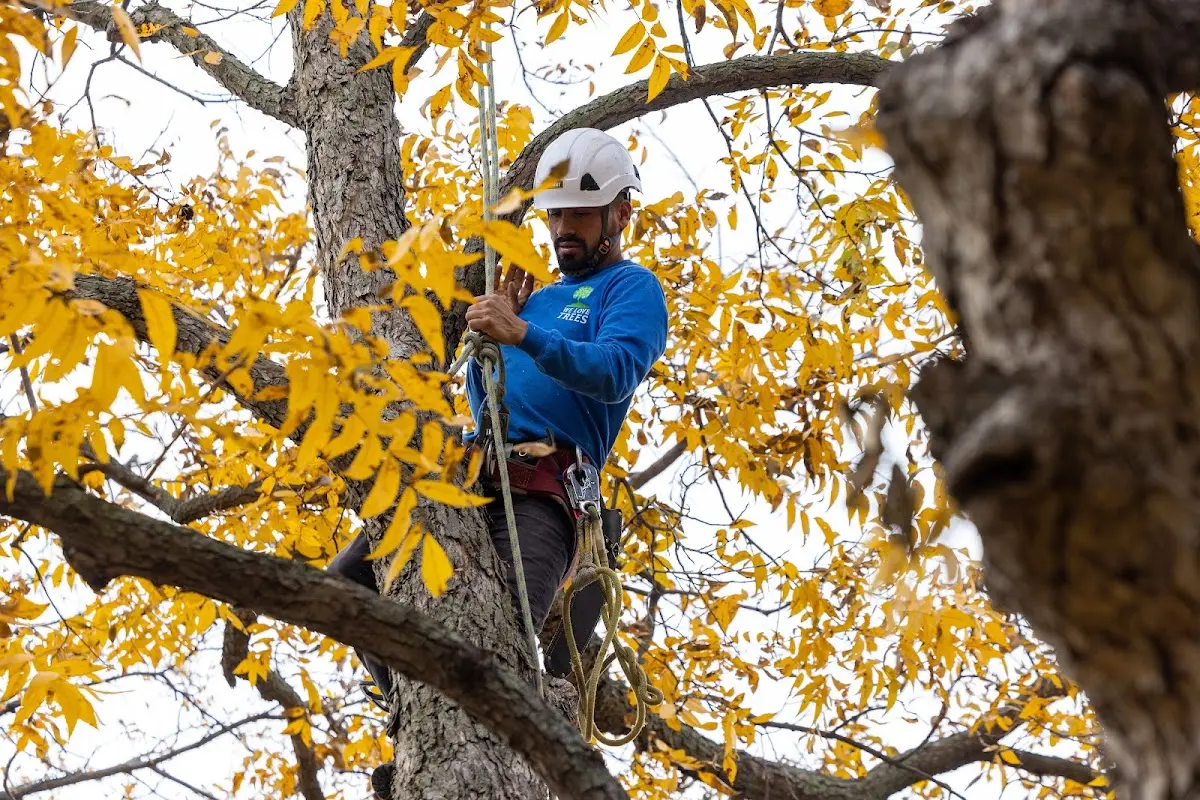 Skilled Tree Transplanting crew working in Mamaroneck